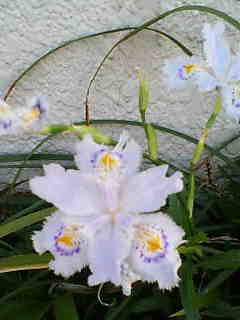 flower.jpg