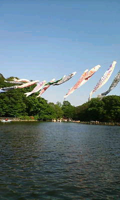 koinobori.jpg